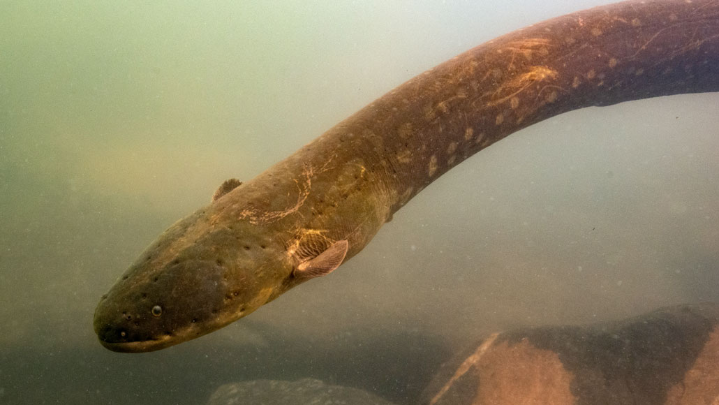 Some Electric Eels Coordinate Their Attacks To Zap Prey