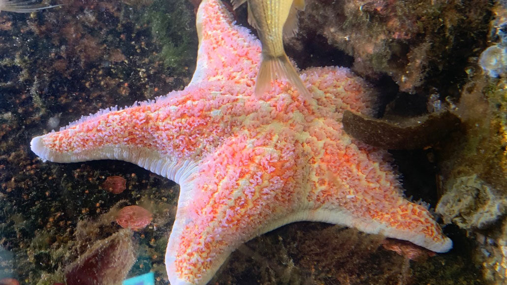 Starfish go five ways, but two ways when stressed