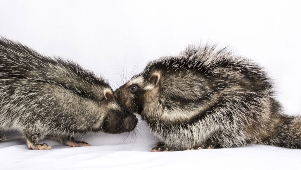 two African crested rats against a white background