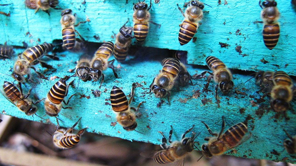 a blue beehive with Asian honeybees applying dung to the outside of the hive