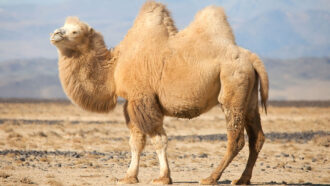 a bactrian camel in the steppes of Mongolia