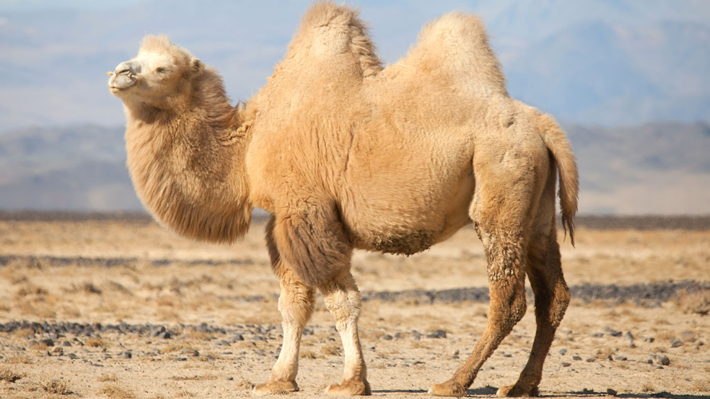 Improving the Camel