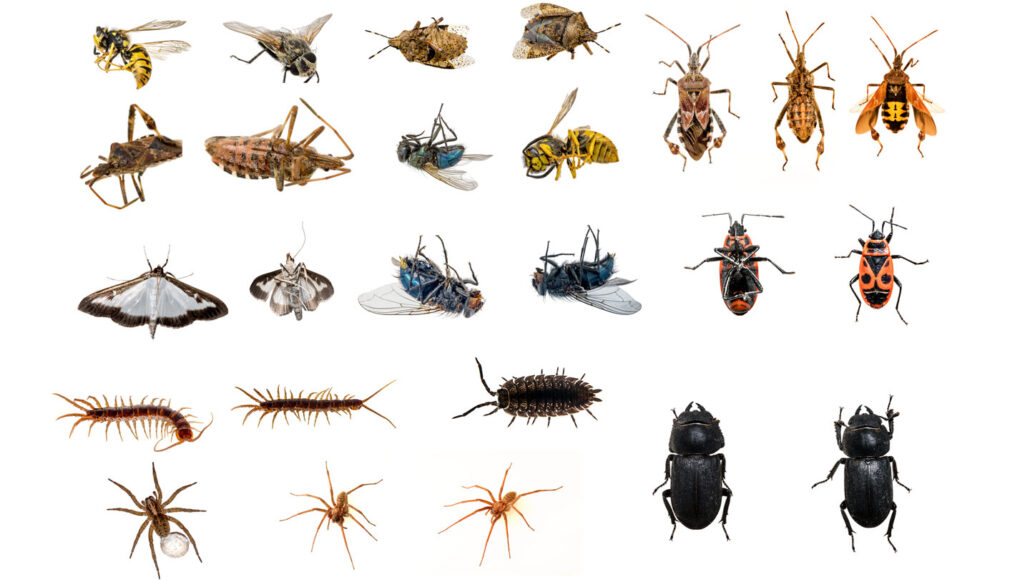 Explainer: Insects, arachnids and other arthropods