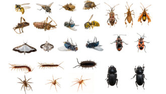 a variety of different arthropods against a bright white background