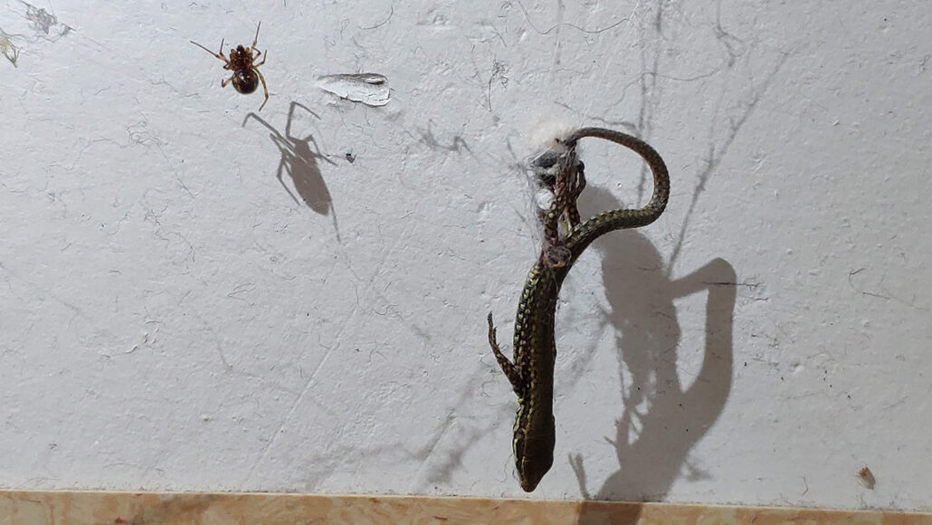 mall Steatoda spider hoisting a lizard