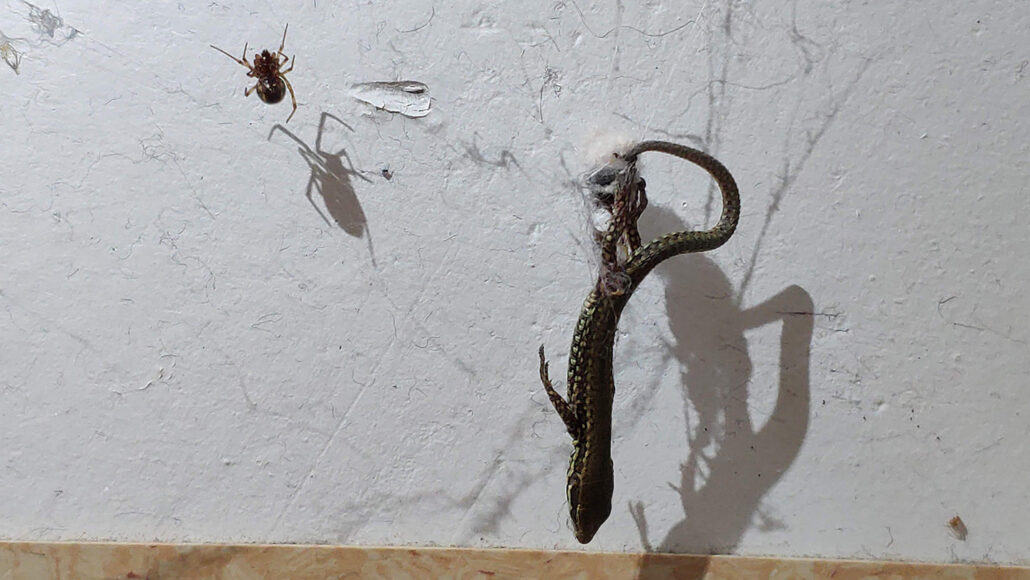 mall Steatoda spider hoisting a lizard