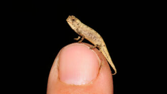 Brookesia nana chameleon on a person's thumb