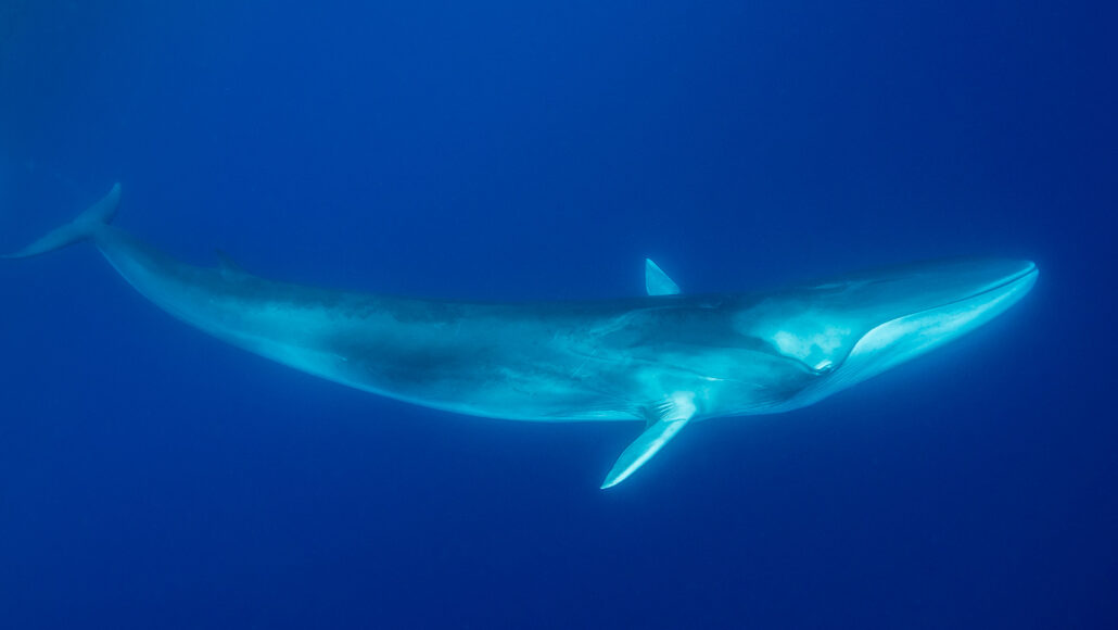 fin whale