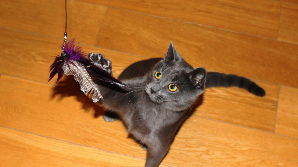 gray cat playing with cat toy
