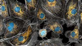 a microscopic image showing cells and their mitochondria