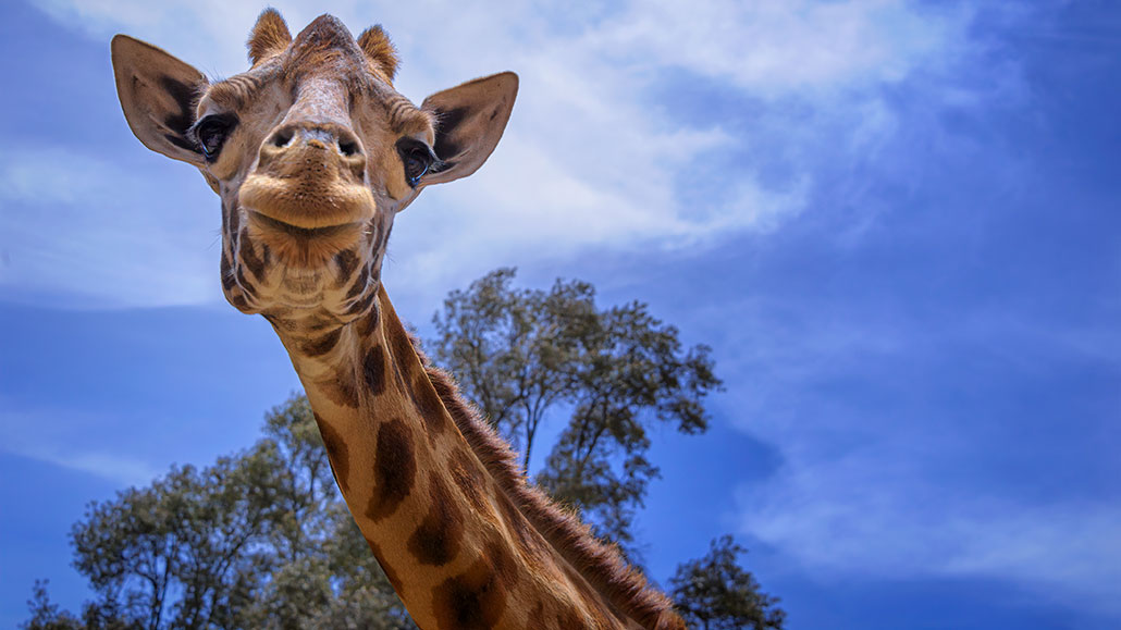 a giraffe looking at the viewer against a bright blue sky with fluffy clouds