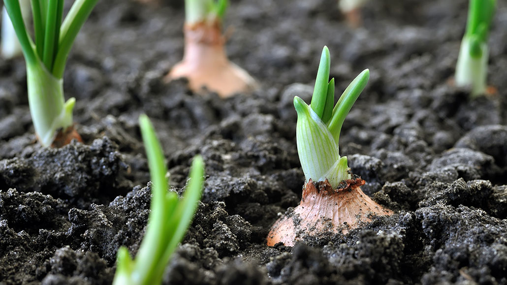 a photo fo onions sprouting in dark garden soil