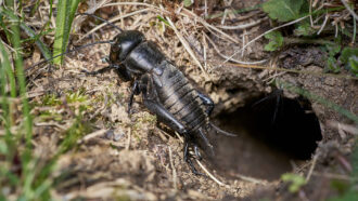 a macro photo of a field cricket leaving its burrow