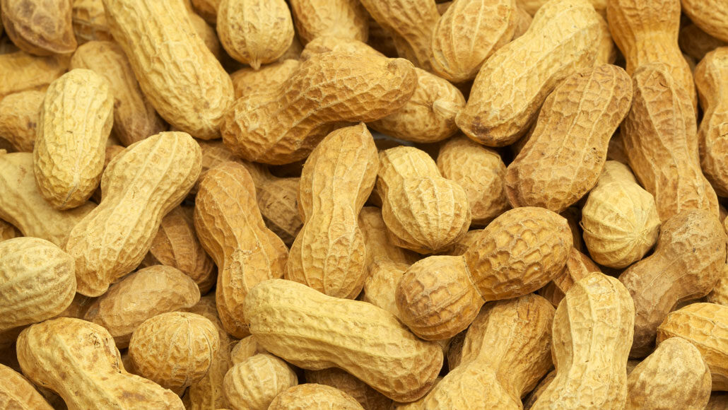a pile of shelled peanuts