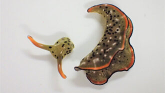 sea slug body next to detached head