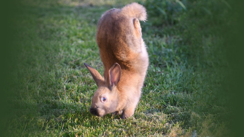 These rabbits can't hop. A gene defect makes them do handstands