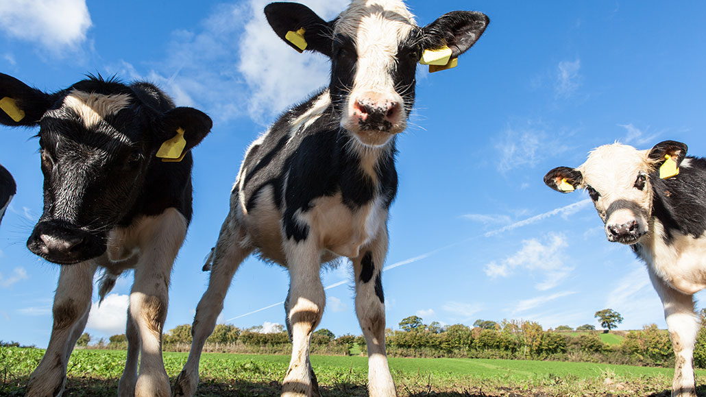 Analyze This: Cows burp less methane after early-life treatment