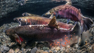 a photo of salmon swimming in clear water, round orange eggs and a cloud of sperm are behind and under the fish