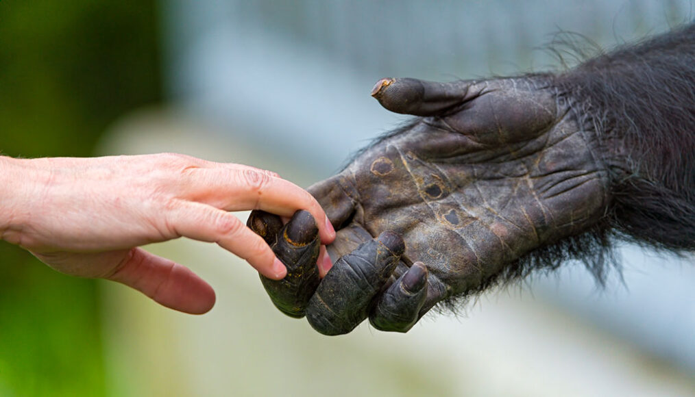 a photo of a human hand and a chimp hand reaching for each other