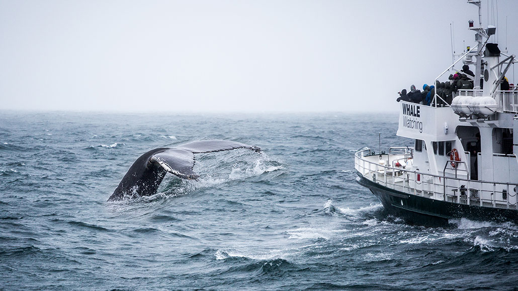 a whale watching boat on a choppy sea next to a whale's tail just before diving