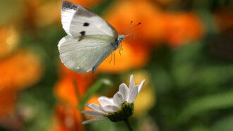 a cabbage butterfly just after lifting off of a flower