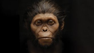 a dramatic reconstruction of an ancient hominid face with coarse black hair