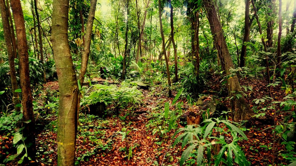 tropical rainforest in Colombia