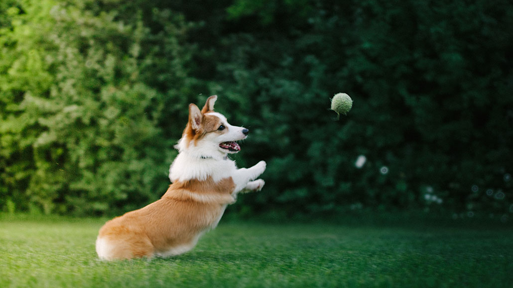 a corgi on grass jumping to catch a tennis ball