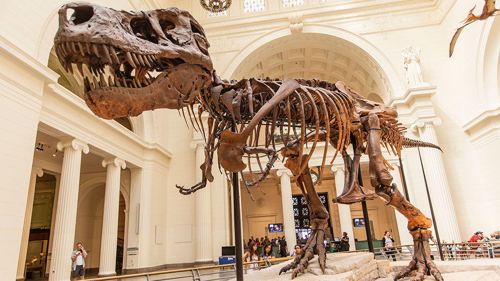 a photo of a T. rex skeleton inside a museum