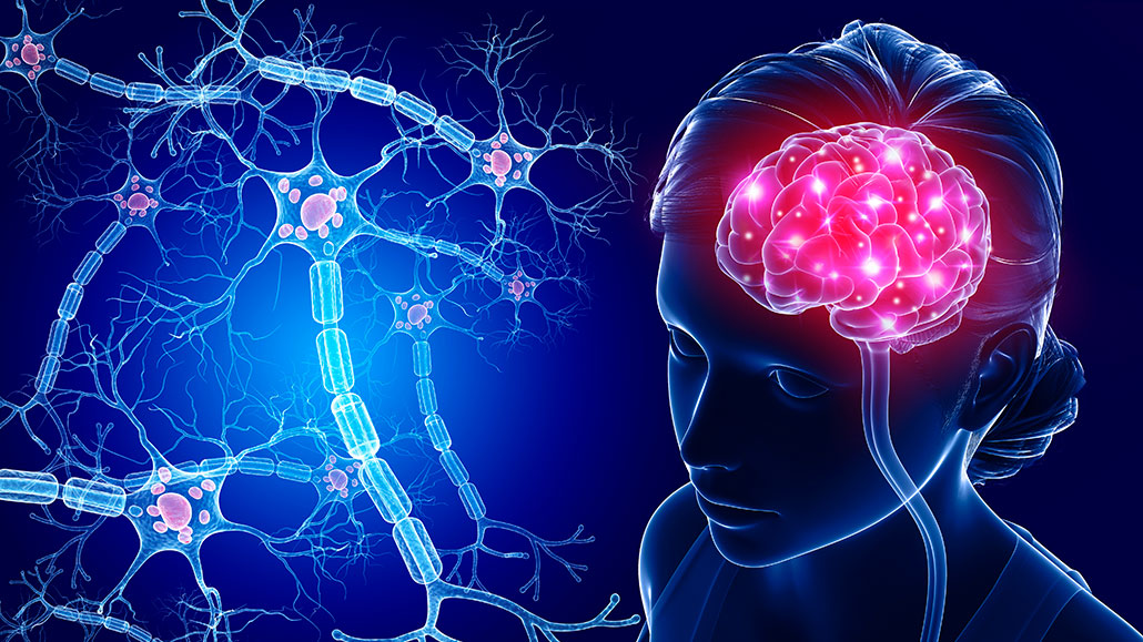 an illustration of a network of neurons and a brain