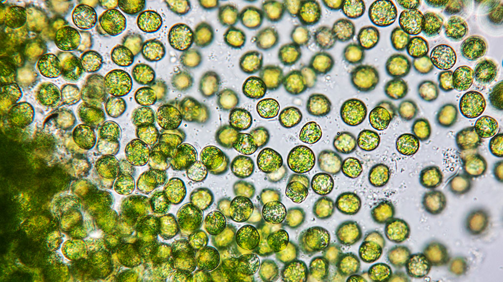 Several plant-like algae can morph into animal-like predators