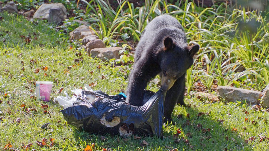 a black bear ripping open a garbage bag