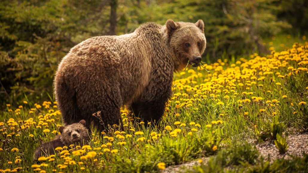 Explainer: Black bear or brown bear?