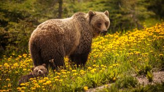 a mother brown bear and baby brown bear in a field of yellow flowers