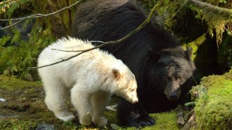a baby spirit bear with white fur with its black furred black bear mother