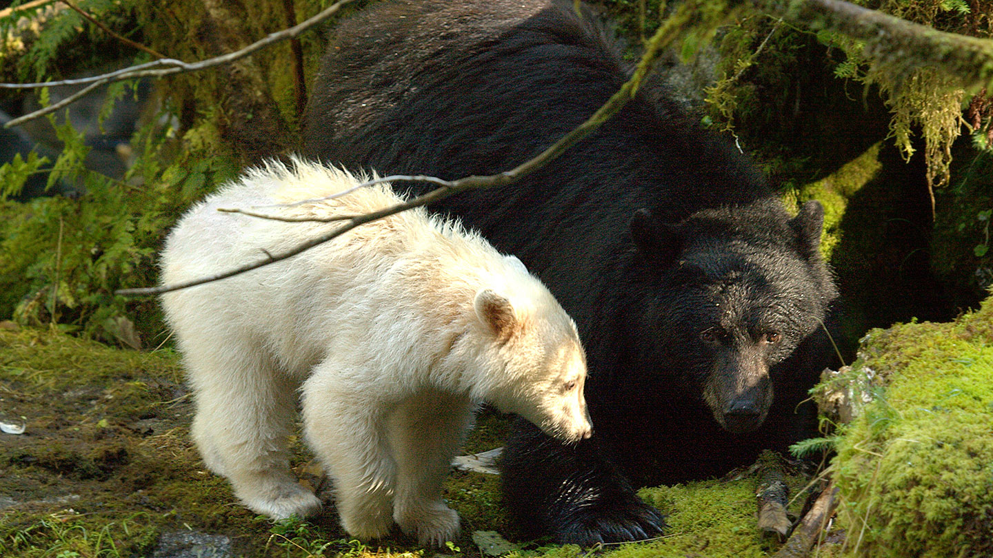 Animal Facts: Kermode (spirit) bear