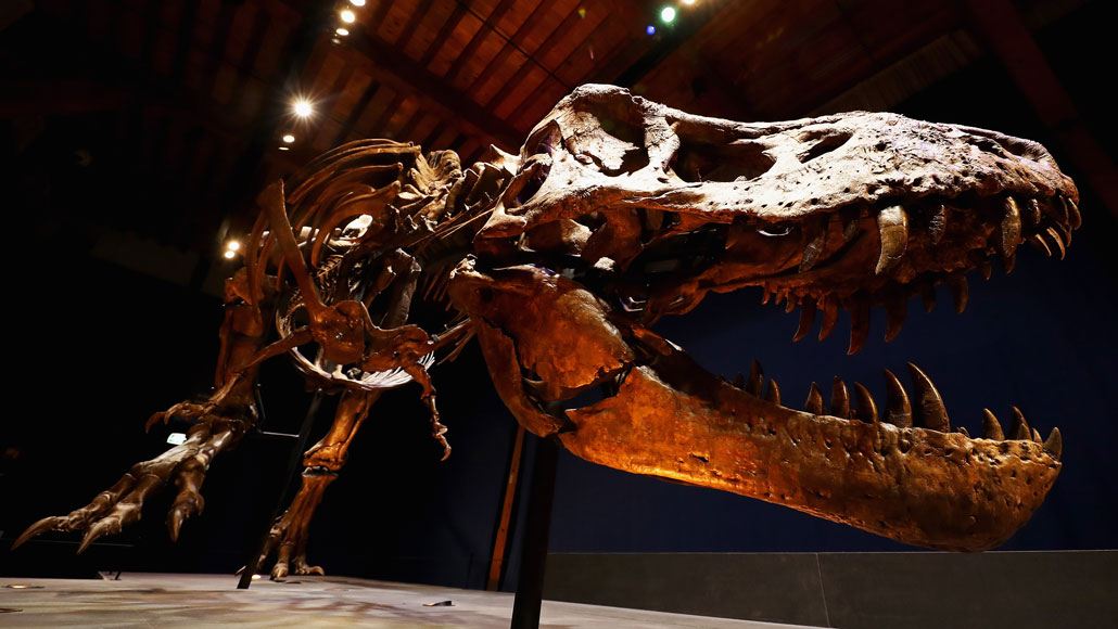 The secret to T. rex's incredible biting force is at last revealed