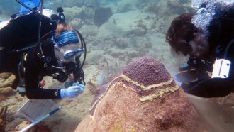 divers testing coral disease treatments