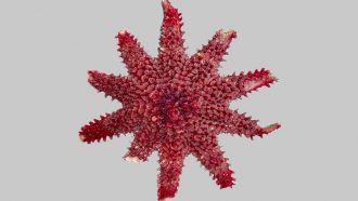 photo of a red/pink sea star