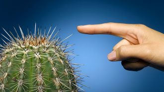 a hand with a finger stretched out to touch a needle on a cactus