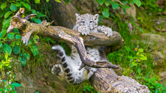 a photo of a snow leopard hanging off of a tree branch