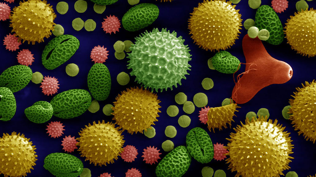 an electron microscope image of pollen grains