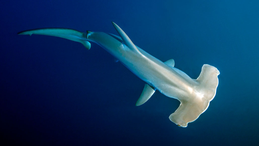 hammerhead shark swimming in the ocean