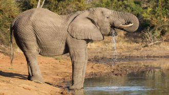 an elephant takes a drink from a lake