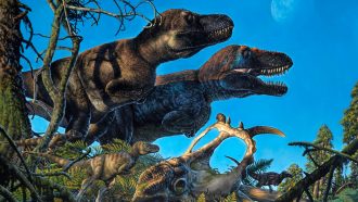 family of tyrannosaurs