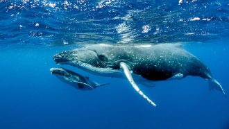a humpback whale and her baby swimming just under the water's surface