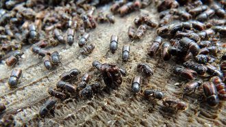 a photo of many many spruce bark beetles on wood