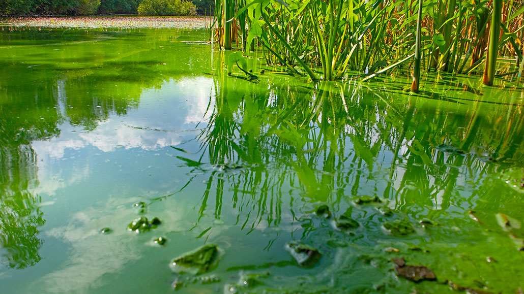 a photo of bright blue-green algae on the surface of water at a pond's edge