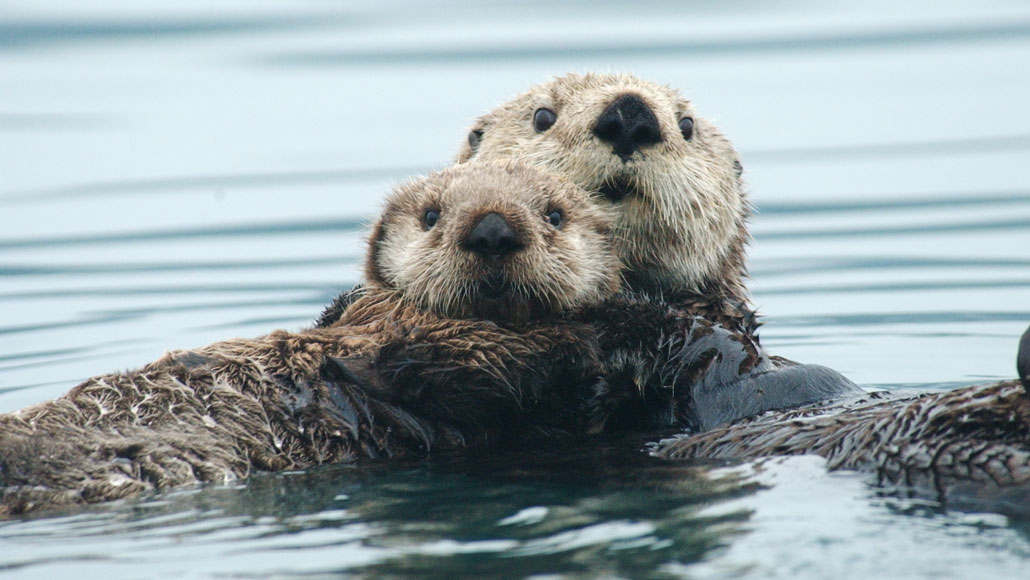 Here's how sea otters stay warm without blubber or a large body