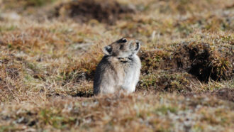 a pika peeking out of a burrow in the ground